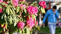 Esta primavera ser� algo peor para los al�rgicos
