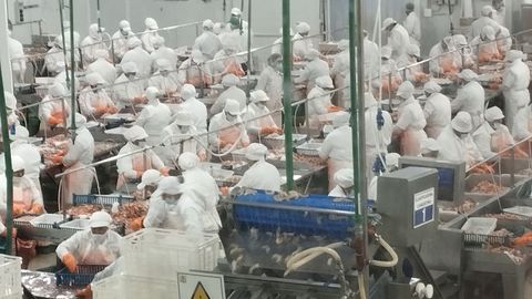 Procesado de langostino en la planta de Greciamar