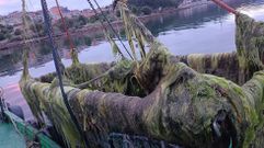 Retirada de algas de la r�a de Pontevedra