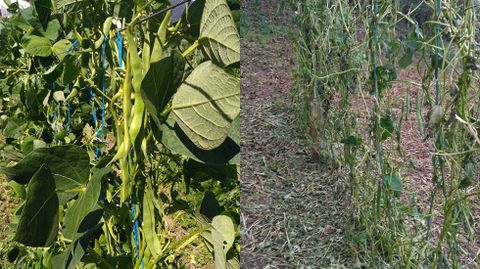 En antes y el despu�s de la tormenta de granizo en una plantaci�n de fabes en Belmonte de Miranda