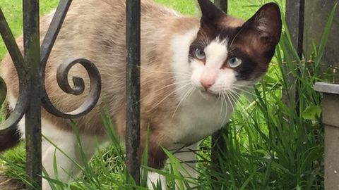 Cacahuete, la gata viajera de Arriondas