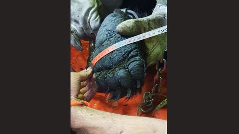 Marcaje de oso pardo