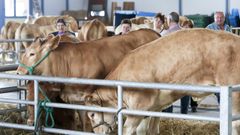 La vaca rubia gallega no solo est presente en muchas explotaciones de Lugo sino tambin en ferias y en subastas