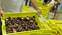 Subasta de percebe en la lonja de Cedeira en una fotograf�a de archivo
