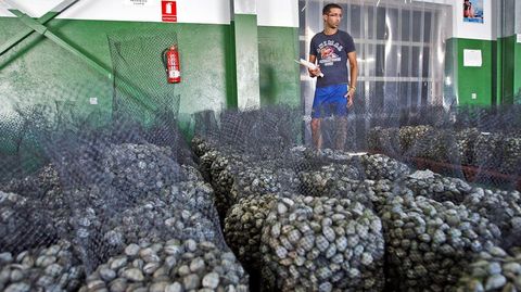 Subasta del berberecho en el 2012 en Campelo, cuando este producto reportaba m�s de un mill�n de euros a la lonja