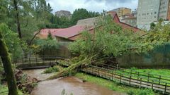 rbol cado en el paseo del Gafos, en Pontevedra, como consecuencia del temporal Kirk