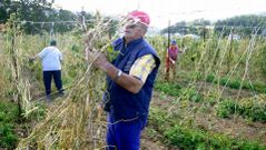Tras los cinco meses del ciclo de desarrollo, entre el 15 de septiembre y el 15 de noviembre las vainas se recogen para su secado al aire libre.