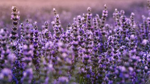 Detalle de las plantas de lavanda en los campos de Brihuela, Guadalajara.