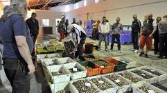 En la fotograf�a, subasta de almeja ayer en la lonja provisional de Ferrol 