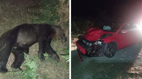 Estado del oso y del coche tras el accidente