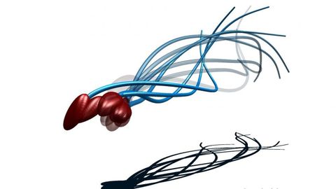 Ilustraci�n del movimiento de la cola y la cabeza del espermatozoide humano