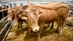 La Central Agropecuaria de Galicia sigue mejorando semana a semana las cotizaciones de sus animales