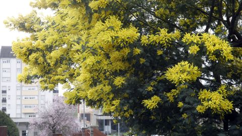 Acacias o mimosas en la Ronda das Mercedes