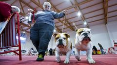III Exposici�n Canina de Ponte Caldelas