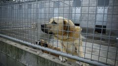 Buscan familias para las mascotas de Bando