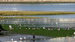 Aves en la r�a de O Burgo 