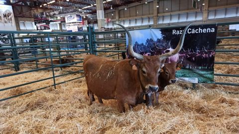 Solfa, la vaca de raza Cachena de la granja Tras do Río, de Loiba, que mereció el primer premio