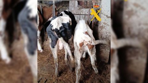 Dos de las vacas que estaban mal nutridas pero que no tuvieron que ser sacrificadas