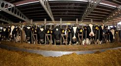 El kilo de pienso supera ya los 34 c�ntimos, y por la leche en Galicia se pagan apenas 27.