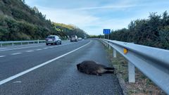 Accidente con un jabal en la VAC Costa Norte