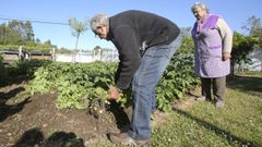 Medio Rural oblig� a levantar las plantaciones en la primavera de 2017 (en la imagen, en Cabanas)
