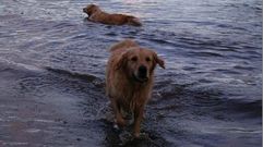 Otto y Luna, las mascotas de las dos mujeres de Ares.