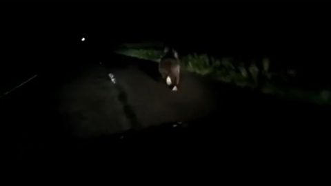 Un oso en las cercan�as de Grado