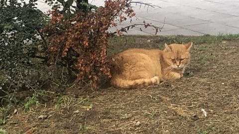 Michi, la gata que vive en la plaza Ocho de Marzo de A Coruña