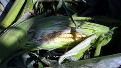 Mazorca de maz, en imagen de archivo