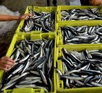 El bocarte se vendi� a 4,3 euros el kilo en A Coru�a.