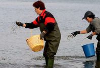 Las mariscadoras realizan cada a�o tareas para reforzar los bancos naturales de la r�a.