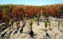 Cultivos de soja, ma�z y sorgo perdidos, en Santa Fe.