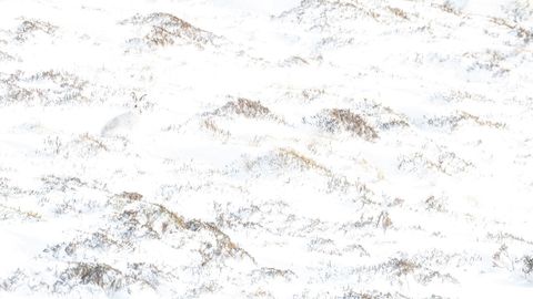 Una liebre de monta�a que parece fundirse en el entorno nevado que la rodeaba