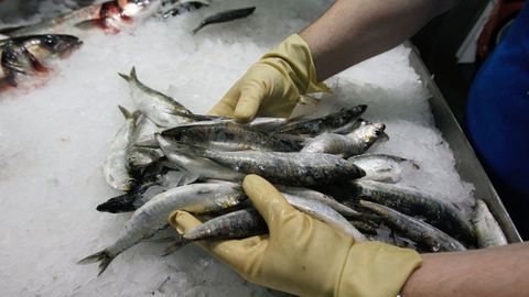 Este año las sardinas de San Xoán, mejor congeladas.