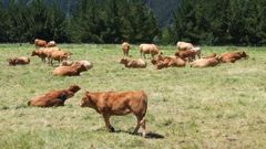 Becerros amparados por Ternera Gallega Suprema