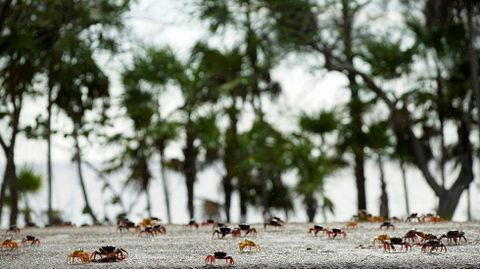 Cangrejos rojos caminan desde los bosques al mar para desovar en playa Gir�n (Cuba)
