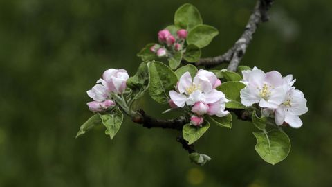 Floracin de manzanos en una pomarada asturiana