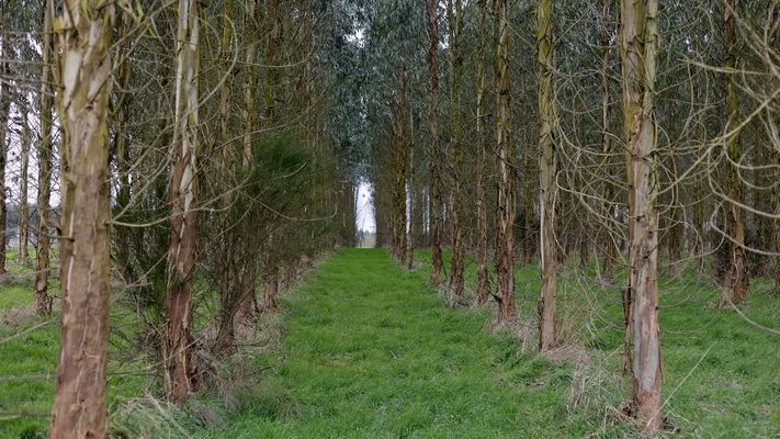 Plantaci�n de eucalipto en la parroquia de Labio, en la zona rural de Lugo