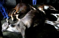 Los animales murieron en la misma granja en la que domingo ardi� un alpendre. 