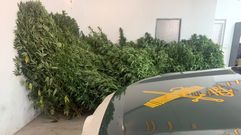 Las plantas de las que se incautaron los agentes estaban listas para ser recolectadas