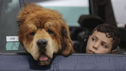 Un ni�o y su perro