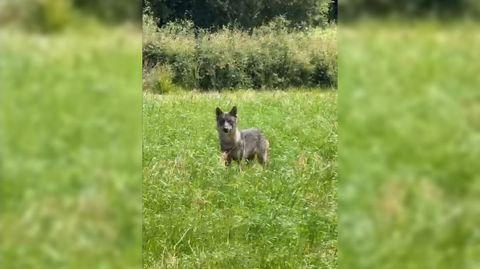 El lobo se detuvo a poca distancia del coche
