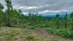 Pinos que pertenecen al plan de regeneraci�n de la parte de la comunidad de montes de Dimo que hab�a ardido