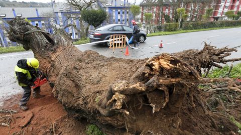 Árbol caído en Lugo