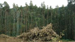 Eucaliptos talados recientemente en Castrill�n