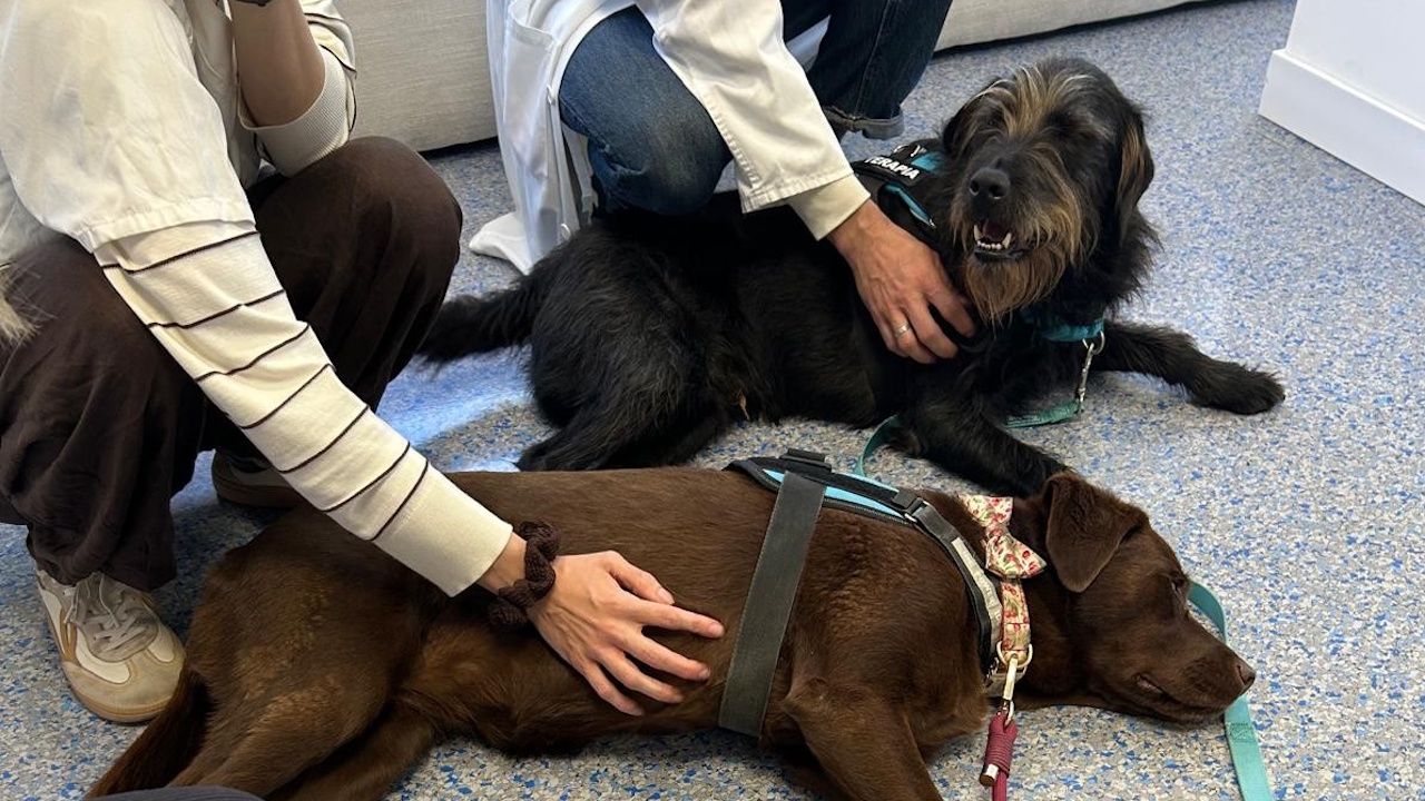 Los perros de terapia entran en el hospital de día de salud mental juvenil de A Coruña