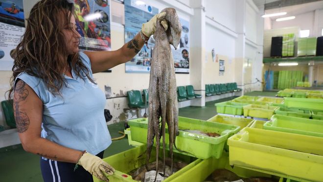 Un momento de una subasta de pulpo en la lonja de Cambados a principios de julio del 2025