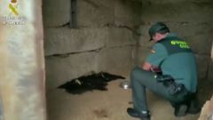 Escenario del horror en Tui: animales muertos, entre basura o atados sin comida