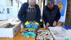 Jornadas de degustaci�n de la ostra a beneficio del club Juventud Cambados