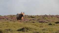 Una vaca en la Serra do Xistral.